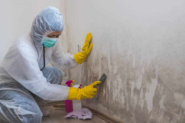 Professional Mold Removal in La Grulla, TX